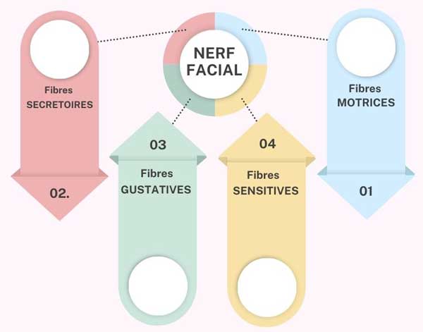 Anatomie du nerf facial